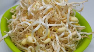 Toge: Manfaat Kesehatan dan Kandungan Gizi yang Mendukung Kesejahteraan Tubuh