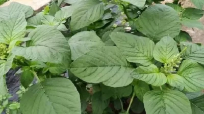 Bayam Sering Dibilang Hama, Ternyara Banyak Manfaat Luar Biasa
