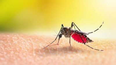 Tanda-Tanda dan Gejala Demam Berdarah Dengue (DBD)