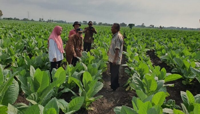 Waduh, Tembakau di Probolinggo Dilaporkan di Serang Penyakit Ker-ker