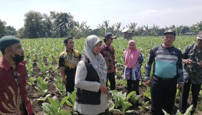 Petani Tembakau Probolinggo Diajarkan Buat POC Untuk Atasi Penyakit Ker-ker