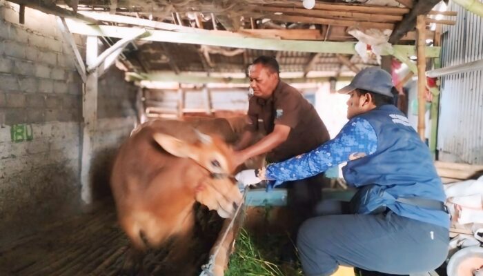 Vaksinasi PMK di Kabupaten Probolinggo Capai 750 Dosis