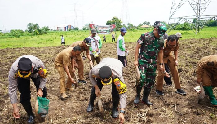Dukung Ketahanan Pangan Nasional, Polres Probolinggo Kota Lakukan Penanaman Jagung Serentak