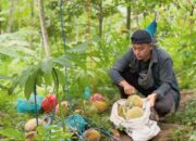 Durian Tiris Kian Diburu, Pedagang Muda Fauzi Kek Pastikan Kualitas Matang di Pohon
