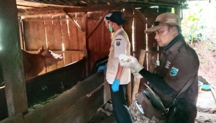 Program Strategis Bupati, Diperta Probolinggo Gelar Vaksinasi PMK untuk Ratusan Sapi