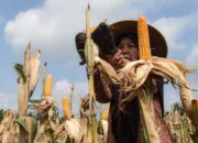 Pemerintah Tetapkan HPP Jagung Rp5.500 per Kilogram