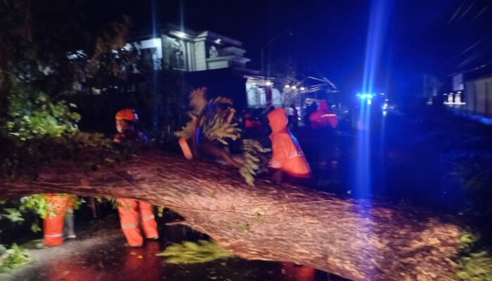 Cuaca Ekstrem di Probolinggo, Pohon Tumbang Halangi Jalan dan Timpa Rumah Warga