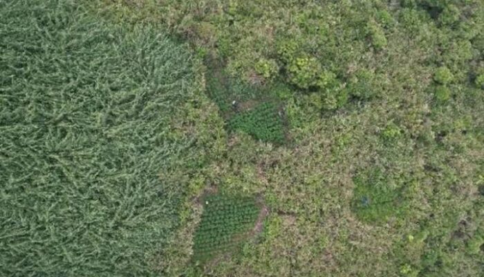 Ladang Ganja Ditemukan di Kawasan Bromo, Netizen Kaitkan Larangan Drone