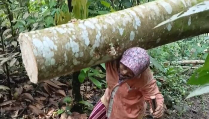 Demi Sesuap Nasi, Seorang Ibu-Ibu Rela Memikul Kayu Sebesar Ini