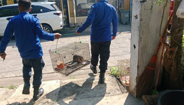 Warga Probolinggo Temukan Seekor Mamalia Mirip Hewan Purba, Damkar Langsung Lakukan Penanganan