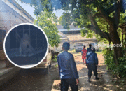 Heboh! Kera Liar Resahkan Warga di Area Museum Kota Probolinggo