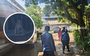 Heboh! Kera Liar Resahkan Warga di Area Museum Kota Probolinggo