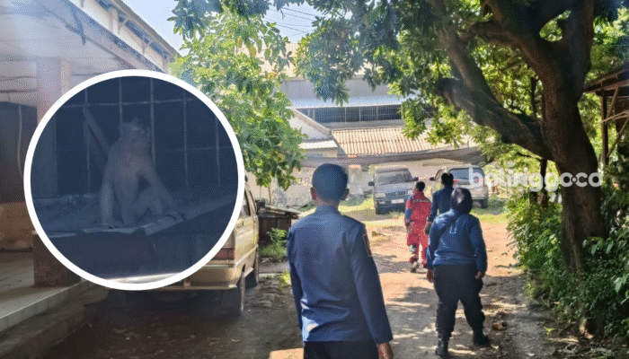 Heboh! Kera Liar Resahkan Warga di Area Museum Kota Probolinggo