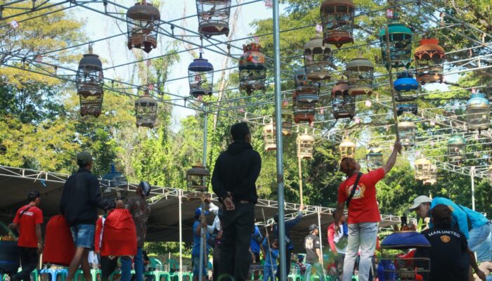 Pemkab Probolinggo Gelar Bupati Cup 2, Ratusan Penghobi Perkutut Ramaikan Lomba