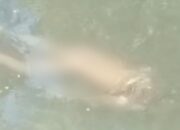 Kakek Ditemukan Meninggal Mengambang di Sungai Pekalen Probolinggo