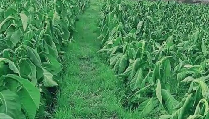 Hujan Deras Bikin Tembakau Layu, Petani di Paiton-Besuk-Krejengan Terancam Gagal Panen