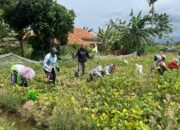 Petani Milenial Probolinggo Panen Edamame Untuk Dukung Program Ketahanan Pangan