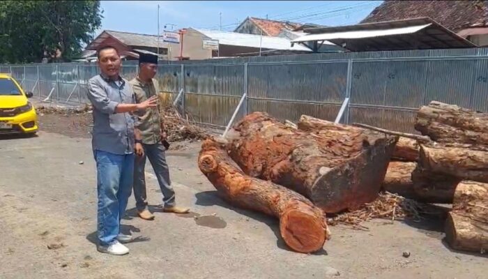 Revitalisasi Alun-alun Probolinggo Disorot, LSM Nilai Pemerintah Gegabah dalam Menebang Pohon