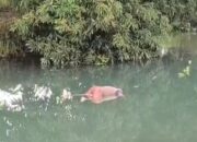 Seorang Pria di Probolinggo Ditemukan Tewas Mengambang di Sungai Sumberbulu