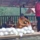 Pemkab Probolinggo Tebar Ribuan Ikan, Jadi Investasi Ekologis untuk Masa Depan Ranu Segaran
