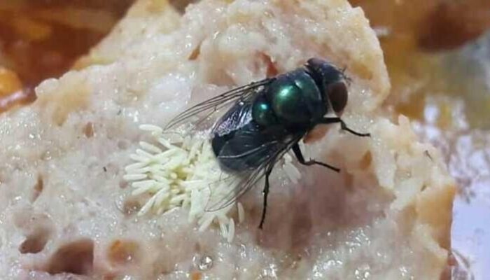 Waspadai! Ini Bahaya Telur Lalat yang Tak Sengaja Tertelan Saat Makan