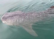 Fenomena Langka, Hiu Tutul Kembali Muncul di Pantai Bentar Probolinggo