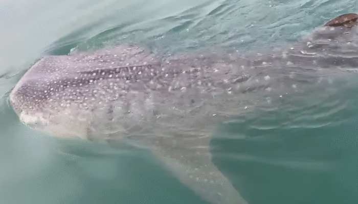Fenomena Langka, Hiu Tutul Kembali Muncul di Pantai Bentar Probolinggo
