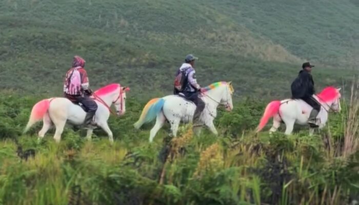Kuda Poni di Bromo Jadi Viral, Bikin Wisatawan Penasaran untuk Foto Bareng