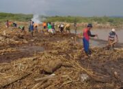 Antisipasi Banjir! Warga dan BPBD Probolinggo Kompak Bersih-Bersih Muara Sungai di Tambakrejo