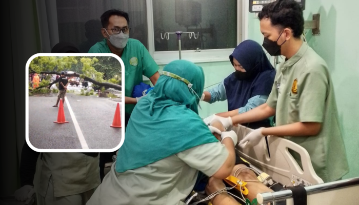 Cuaca Tak Bersahabat di Probolinggo, Pohon Tumbang Renggut Nyawa Pemotor