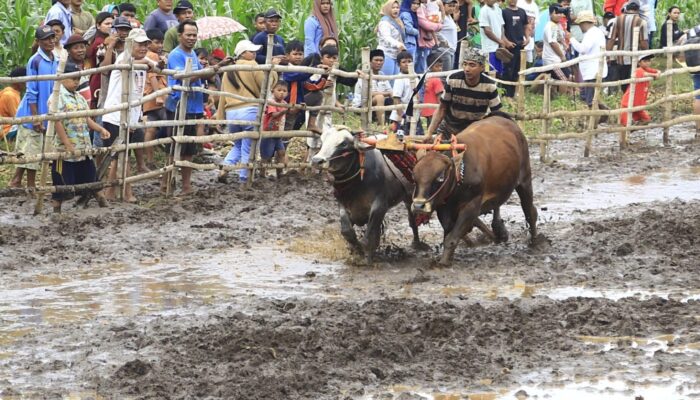 Kerapan Sapeh Sakak Hidupkan Tradisi Lokal di Kabupaten Probolinggo