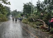 Hujan Deras Disertai Angin, Pohon Tumbang Terjadi di Berbagai Titik Probolinggo