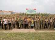 Panen Raya Jagung Serentak, Pemkot dan Polres Probolinggo Tegaskan Dukungan Ketahanan Pangan