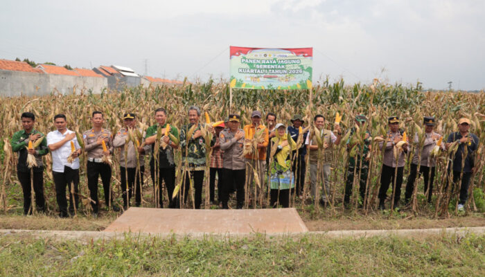 Panen Raya Jagung Serentak, Pemkot dan Polres Probolinggo Tegaskan Dukungan Ketahanan Pangan
