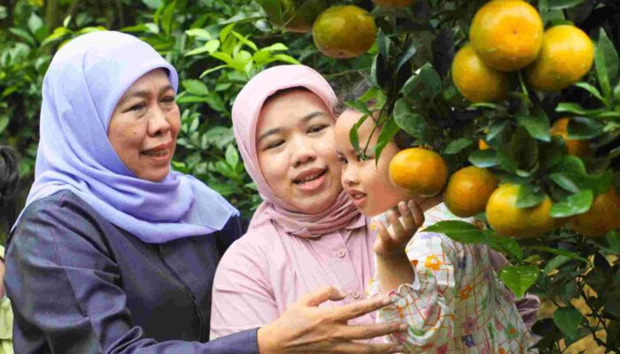 Jeruk Jatim Kuasai Pasar Nasional, Gubernur Khofifah Ajak Kurangi Ketergantungan Impor