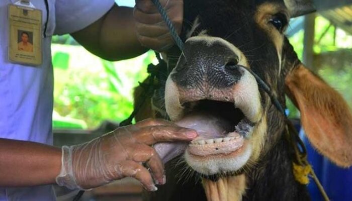 Kasus PMK Meningkat di Jawa Timur, Pemprov Masih Tunggu Pasokan Vaksin