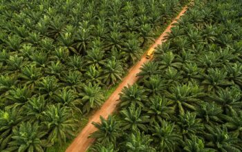 KPK Ungkap Celah Korupsi Pajak Sawit, Soroti Lemahnya Pendataan Lahan