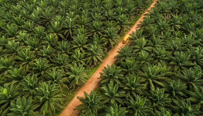 KPK Ungkap Celah Korupsi Pajak Sawit, Soroti Lemahnya Pendataan Lahan