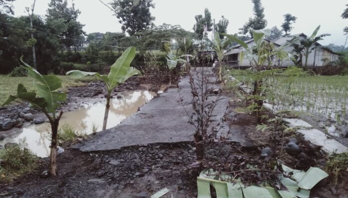 Kesal Jalan Tak Kunjung Diperbaiki, Warga Probolinggo Tanam Pisang