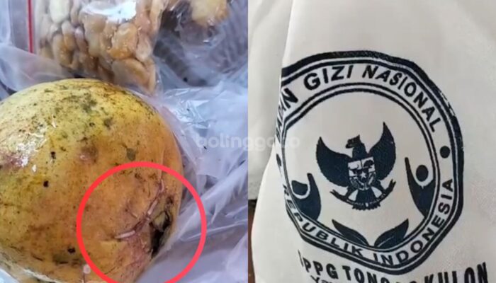 Video Paket MBG Diduga Berulat di Probolinggo, Korwil MBG Masih Telusuri