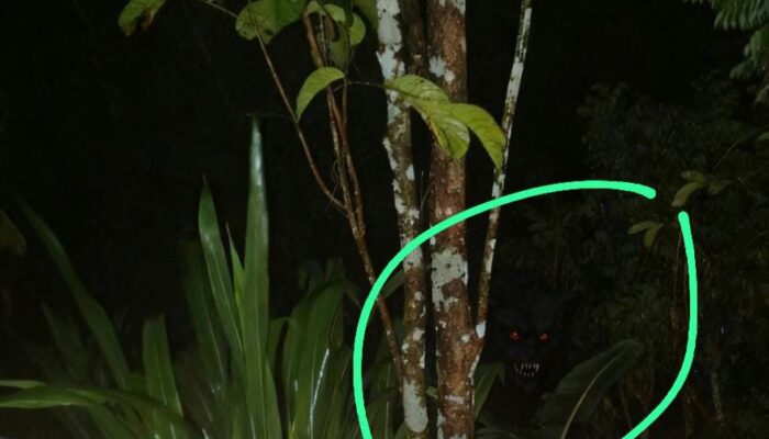 Heboh! Sosok Genderuwo Teror Warga Probolinggo, Suara Auman Bikin Warga Panik