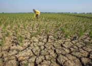 Indonesia Mulai Masuk Kemarau, BMKG Waspadai El Nino Semester Kedua