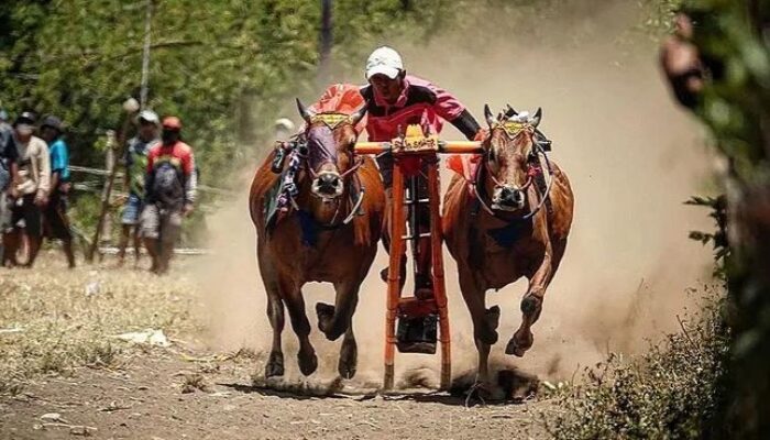 Karapan Sapi Probolinggo Kembali Semarak, Satukan Pecinta dari Lintas Daerah