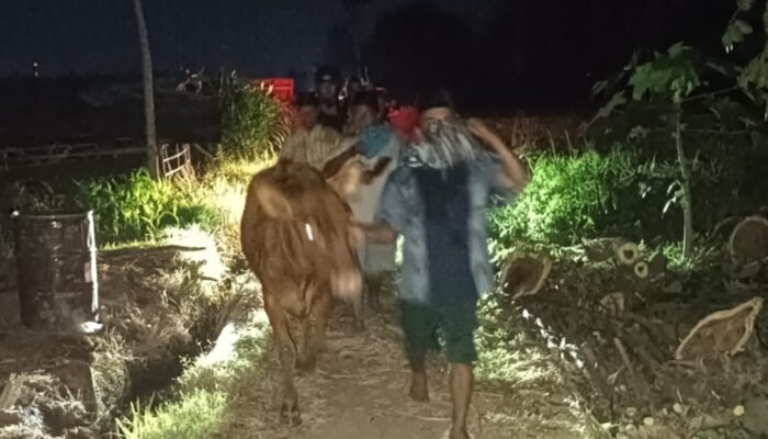 Aksi Pencurian Sapi di Probolinggo Gagal Total, Polisi Kejar Pelaku Hingga Dini Hari