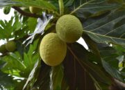 Kenali Kandungan dan Manfaat Buah Sukun untuk Kesehatan Tubuh