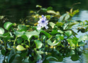 Petani Probolinggo Olah Eceng Gondok Jadi Pembenah Tanah Alami