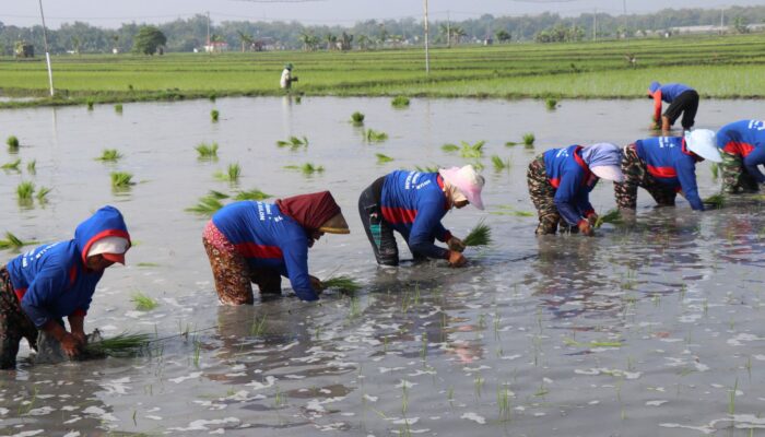 Hadapi Musim Kemarau, Pemerintah Genjot Tanam Padi Serentak di 38 Daerah Jatim