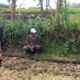 Geger! Wanita Tergeletak di Parit Sawah Tongas dengan Luka di Kepala
