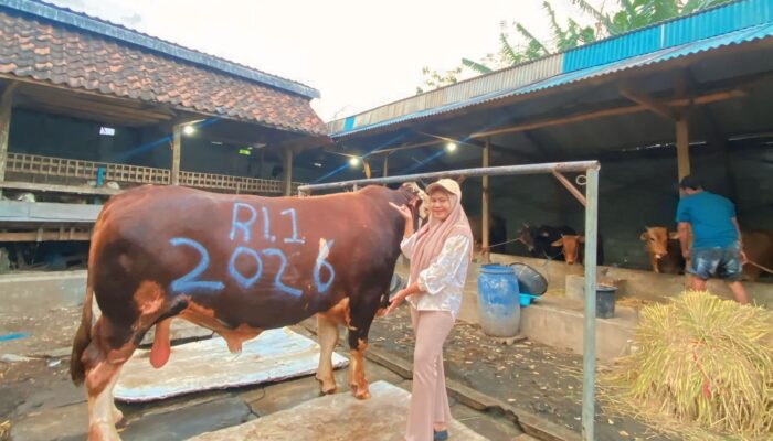 Presiden Prabowo Beli Sapi Kurban di Probolinggo Dengan Harga Fantastis