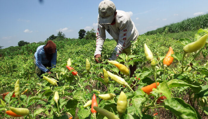 Duh! Harga Cabai dan Bawang Merah di Probolinggo Hampir Dua Kali Lipat